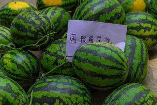 反向操作吃瓜视频,揭秘“反向操作”吃瓜视频背后的真相与趣味  第3张